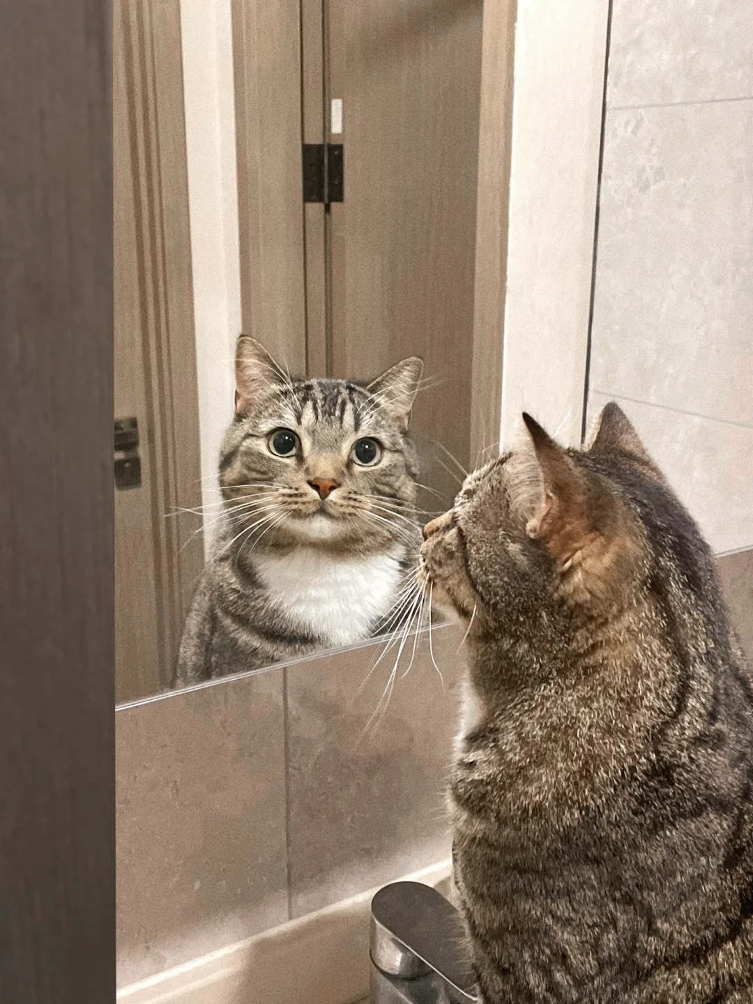 🐾 它发现自己是只猫了？