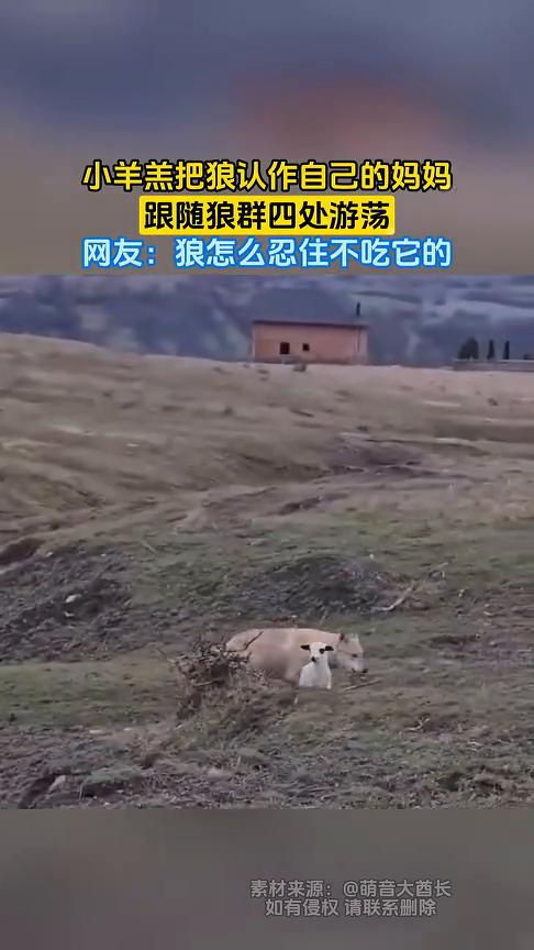 小羊羔把狼认作自己的妈妈，跟随狼群四处游荡。网友：狼怎么忍住不吃它的？
萌音大酋