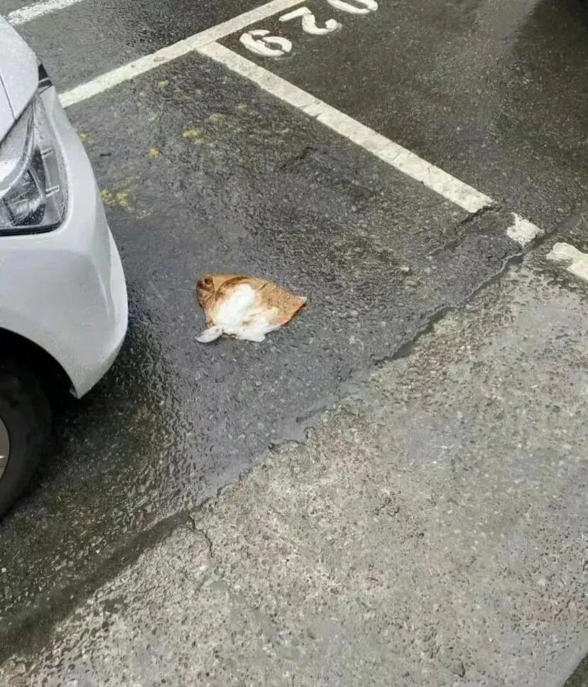 完了压到橘猫了！！！！！