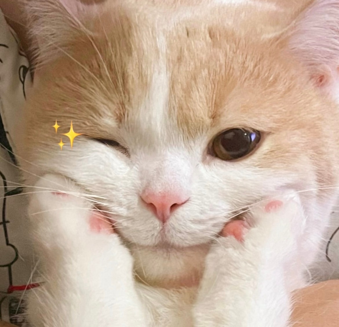 这张完全小猫咪田栩宁参半品牌代言人