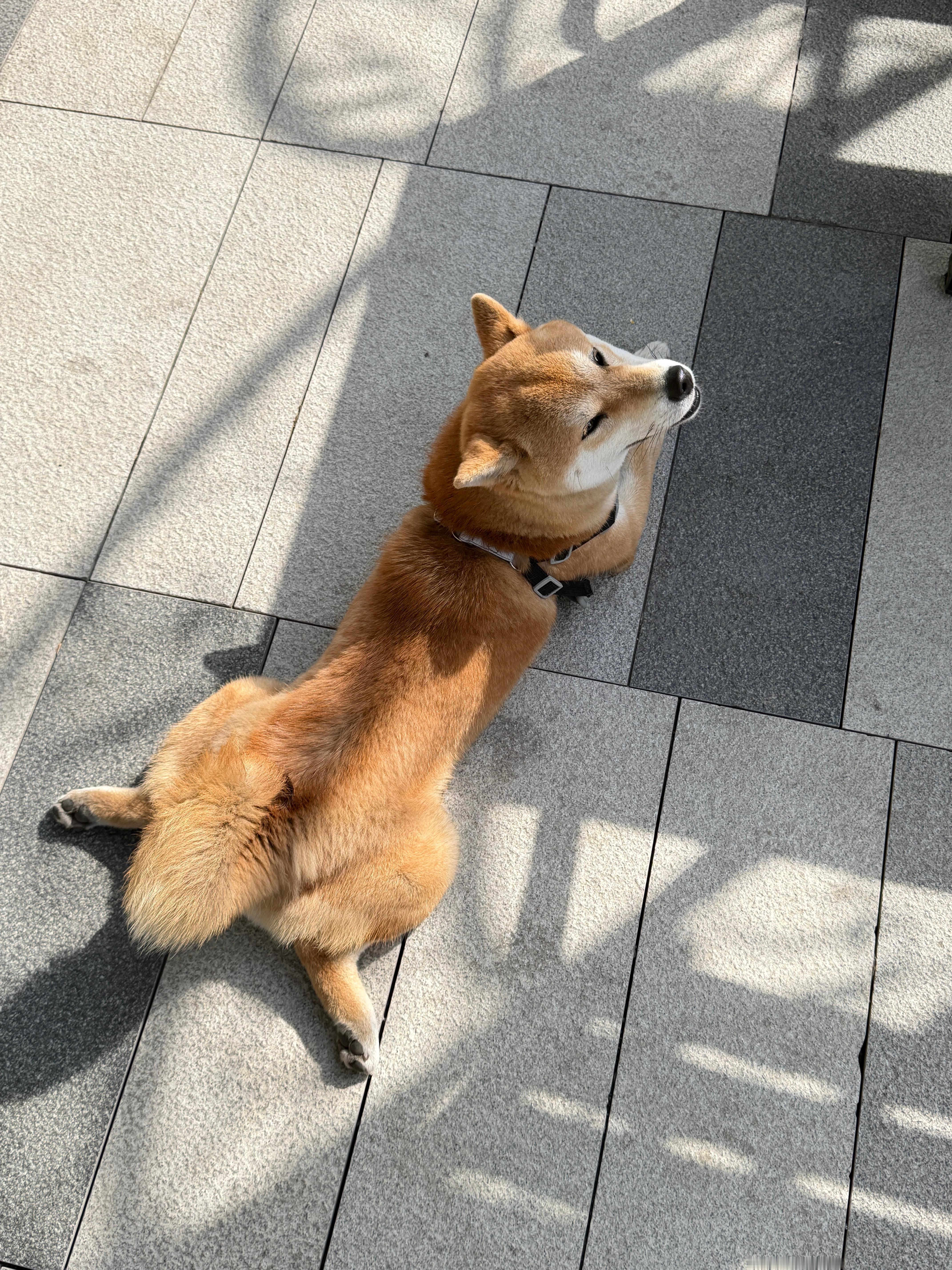 柴，你有点妩媚了… 