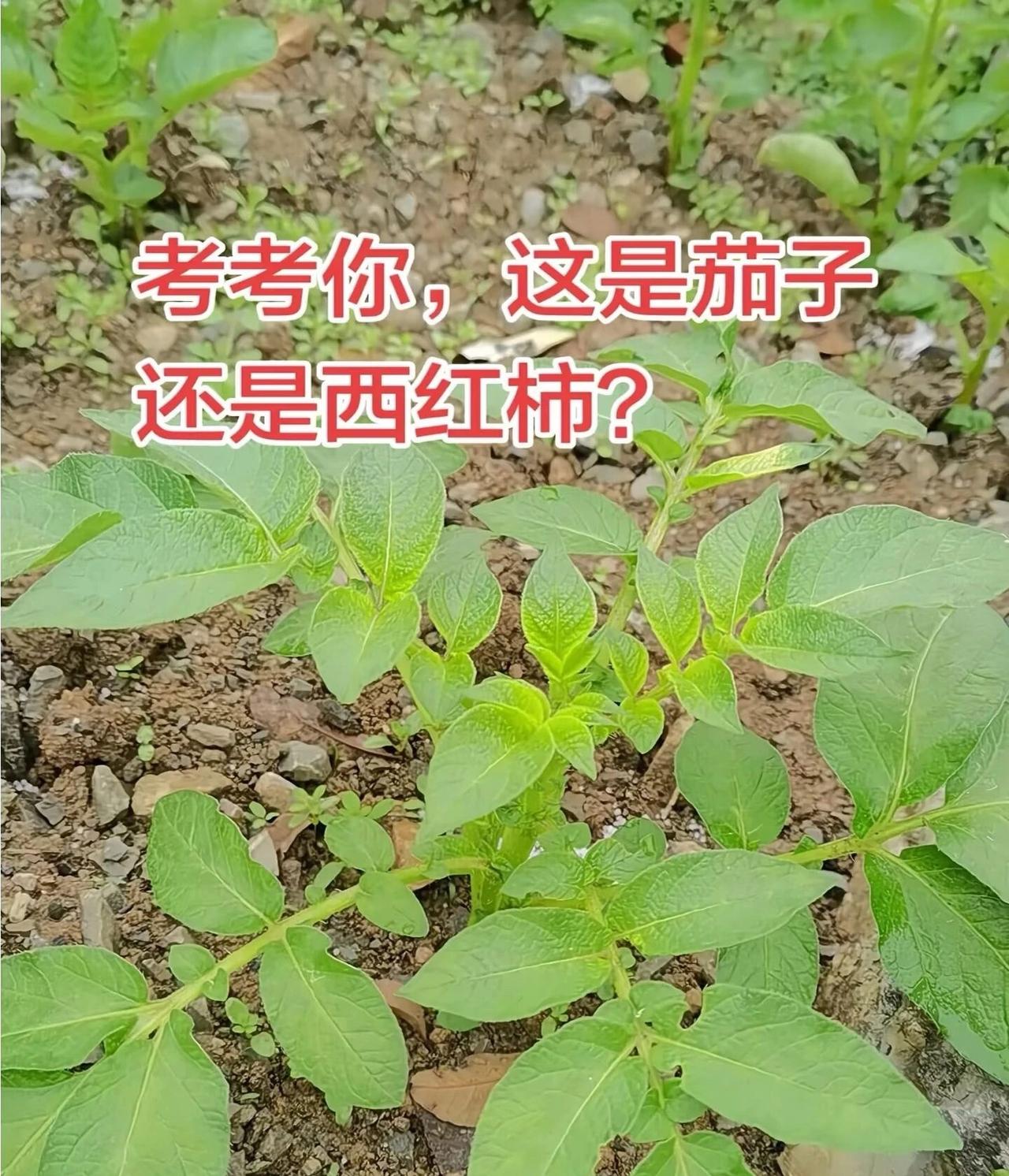 你觉得是什么？