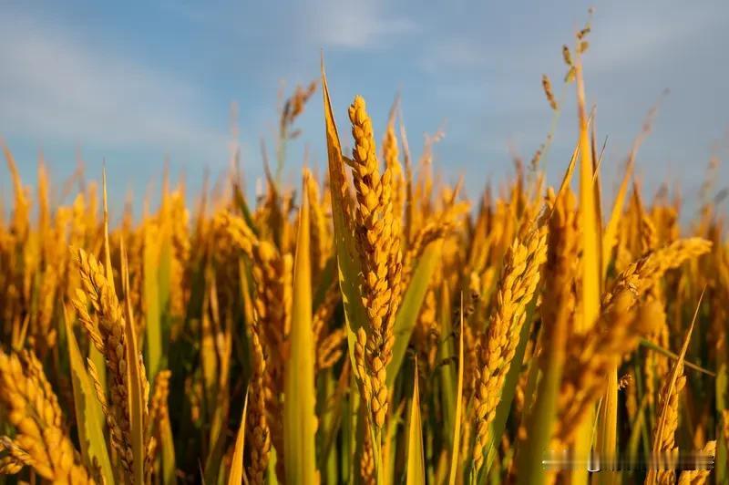 2025年粮食再获丰收，全国总产量达14298亿斤，比去年多167.5亿斤，守住