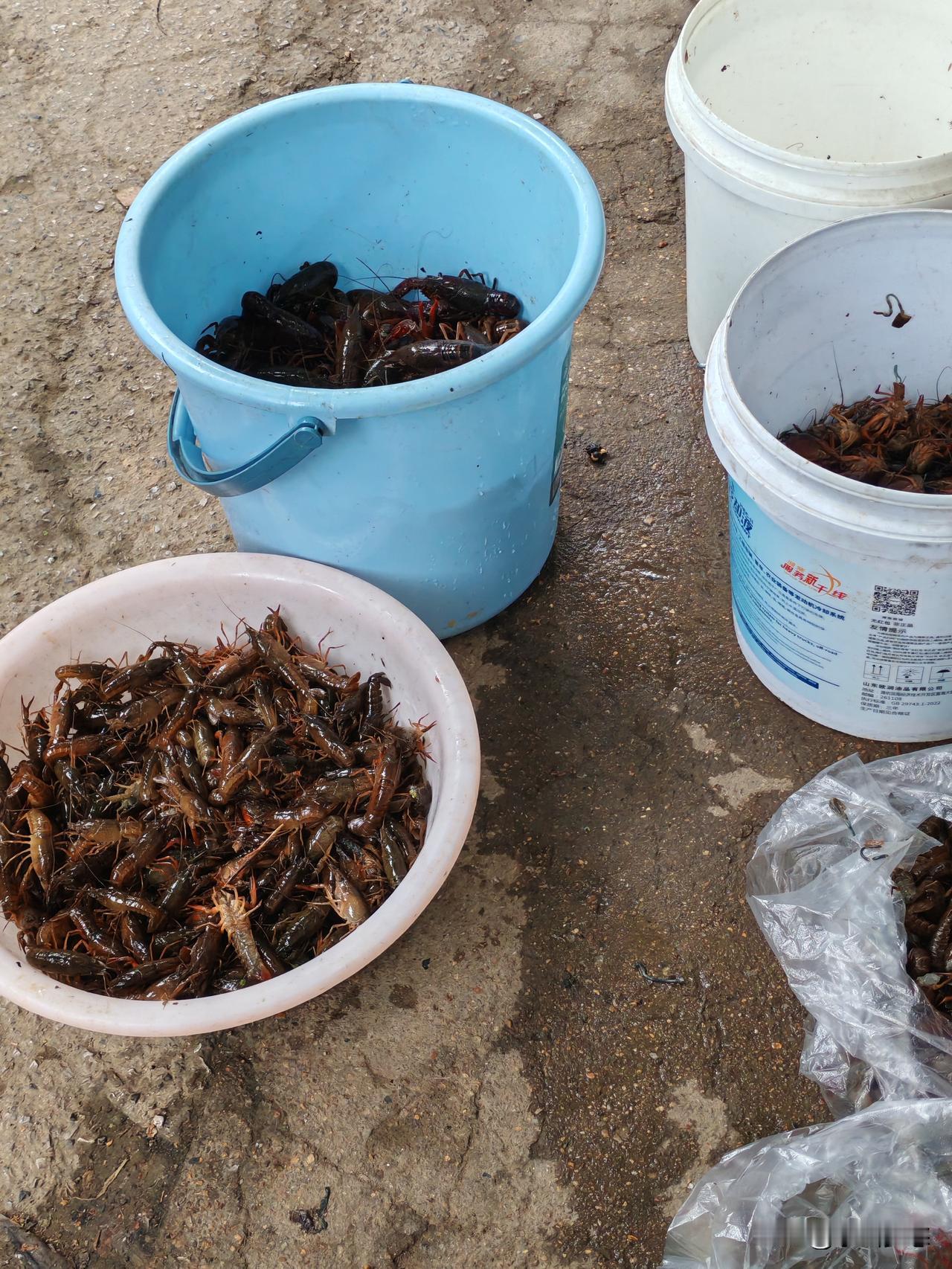 4月23日早晨，路过京山一马路市场，大个头龙虾10元/斤，小个头龙虾5元，卖虾子