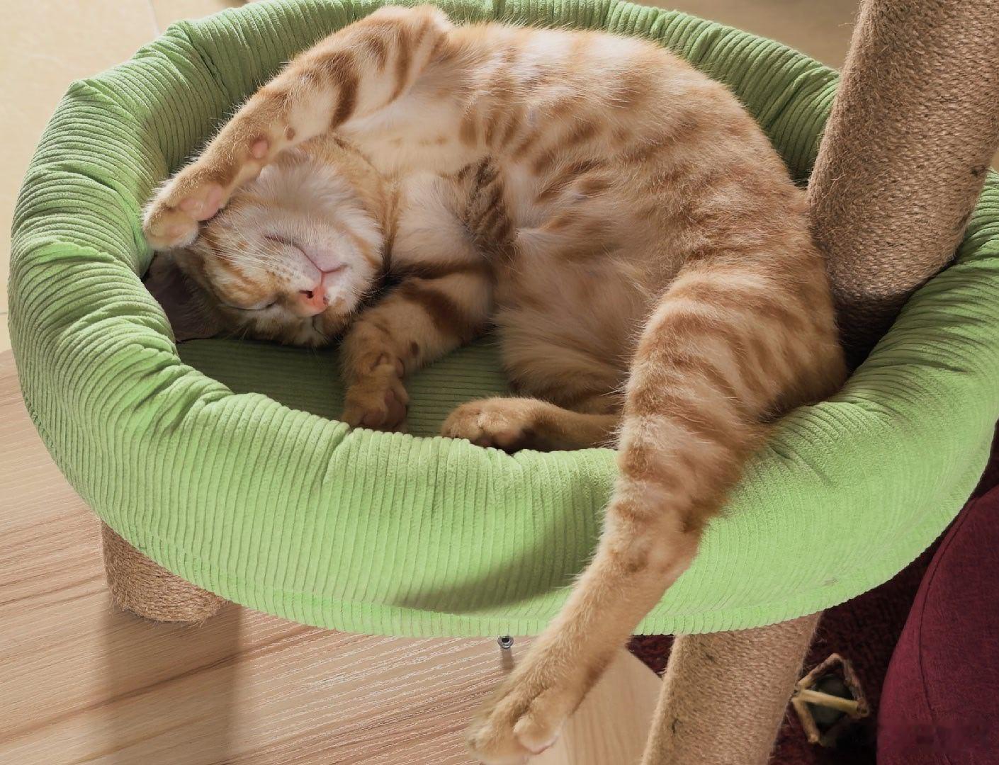 今天带猫崽打了第二针疫苗，猫崽又变成乖猫了，今天让我撸了个够。由于我前几天的汇报