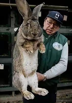 据说这是澳大利亚的兔子，通过简简单单一张照片看，也看不出来是真兔子，还是假兔子，