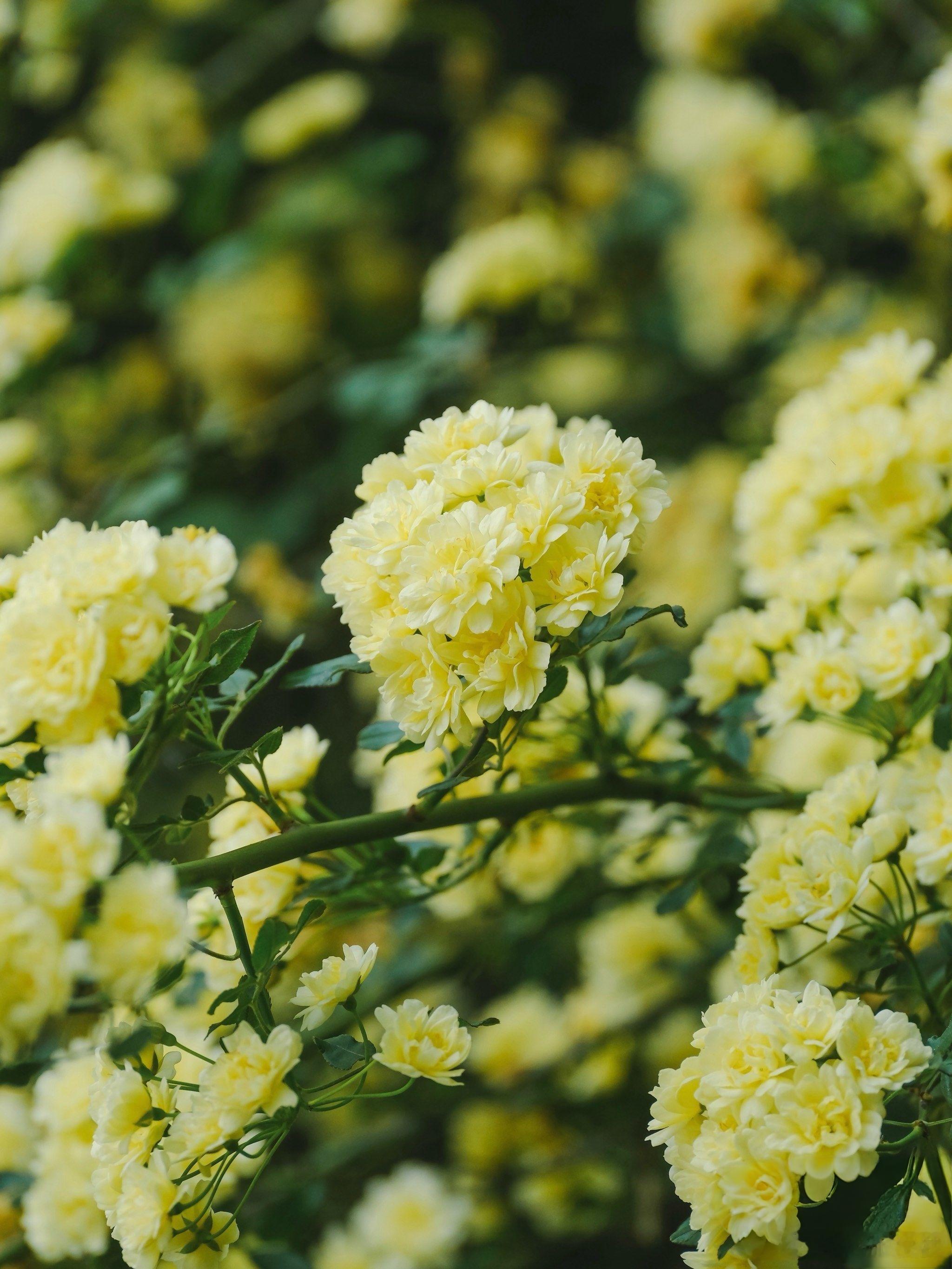 杭州西湖六公园黄木香已盛放！美如画！西湖每个公园都有自己代表的花🌸六公园的黄木