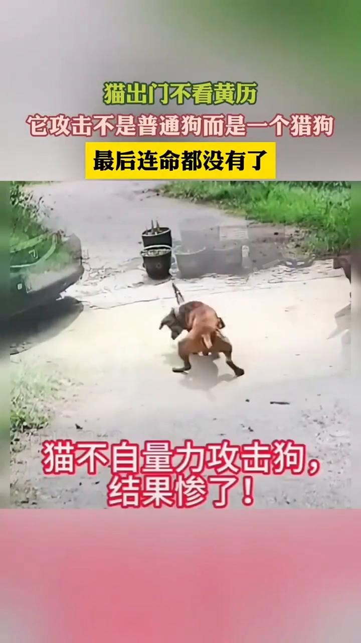 猫出门不看黄历，它攻击不是普通狗而是一个猎狗，最后连命都没有了。
猫不自量力攻击
