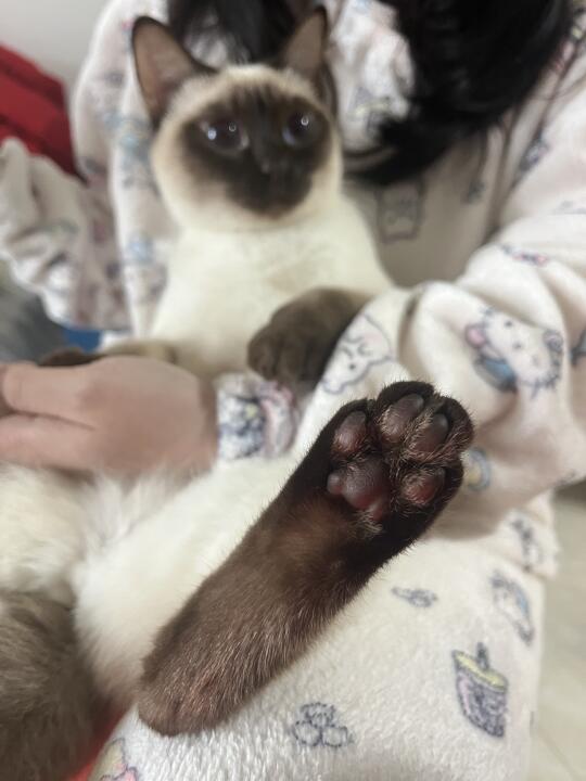 巧克力大脚板
