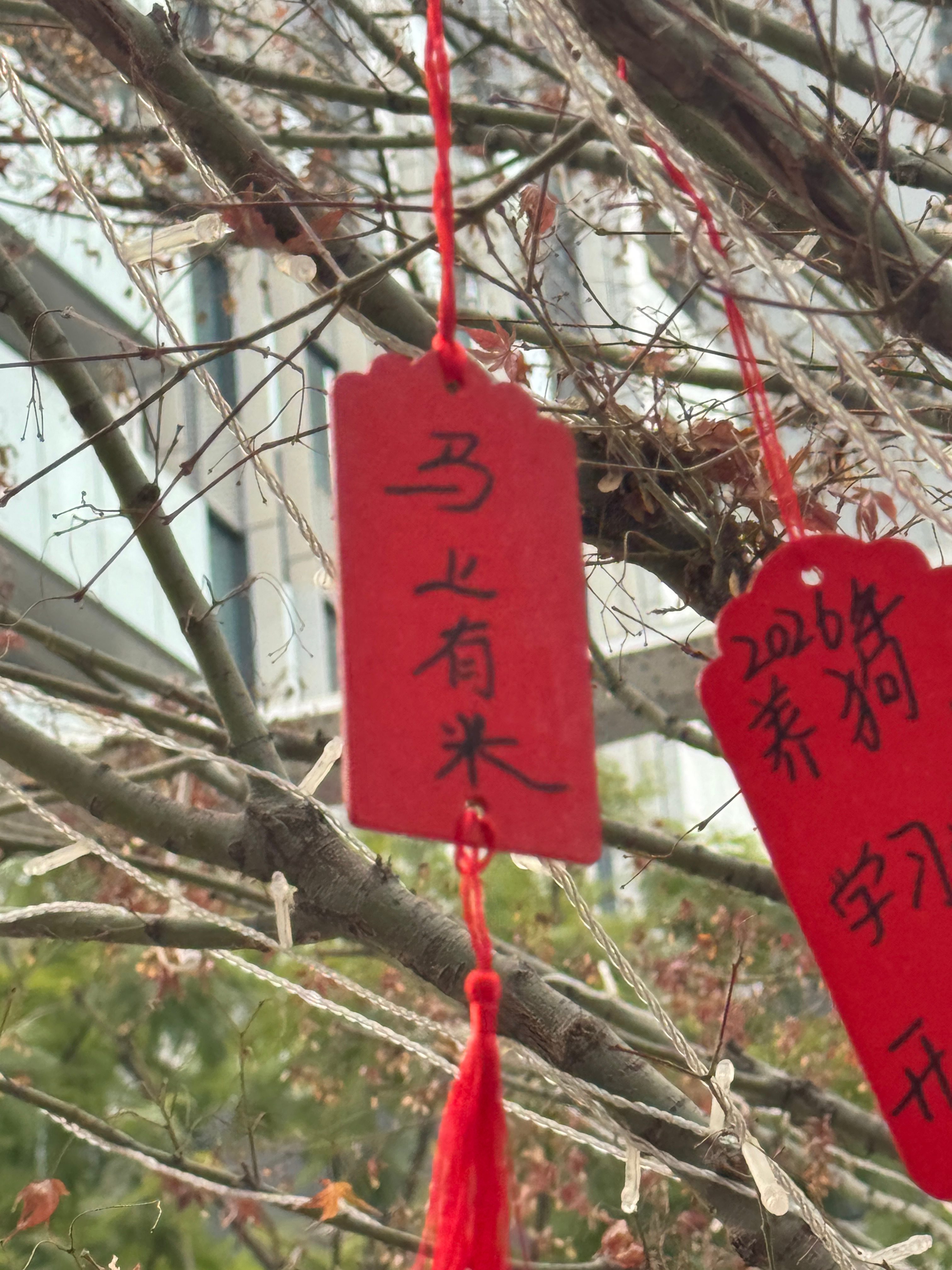 新春临近，气氛也是越来越浓啦我的日常plog 成都