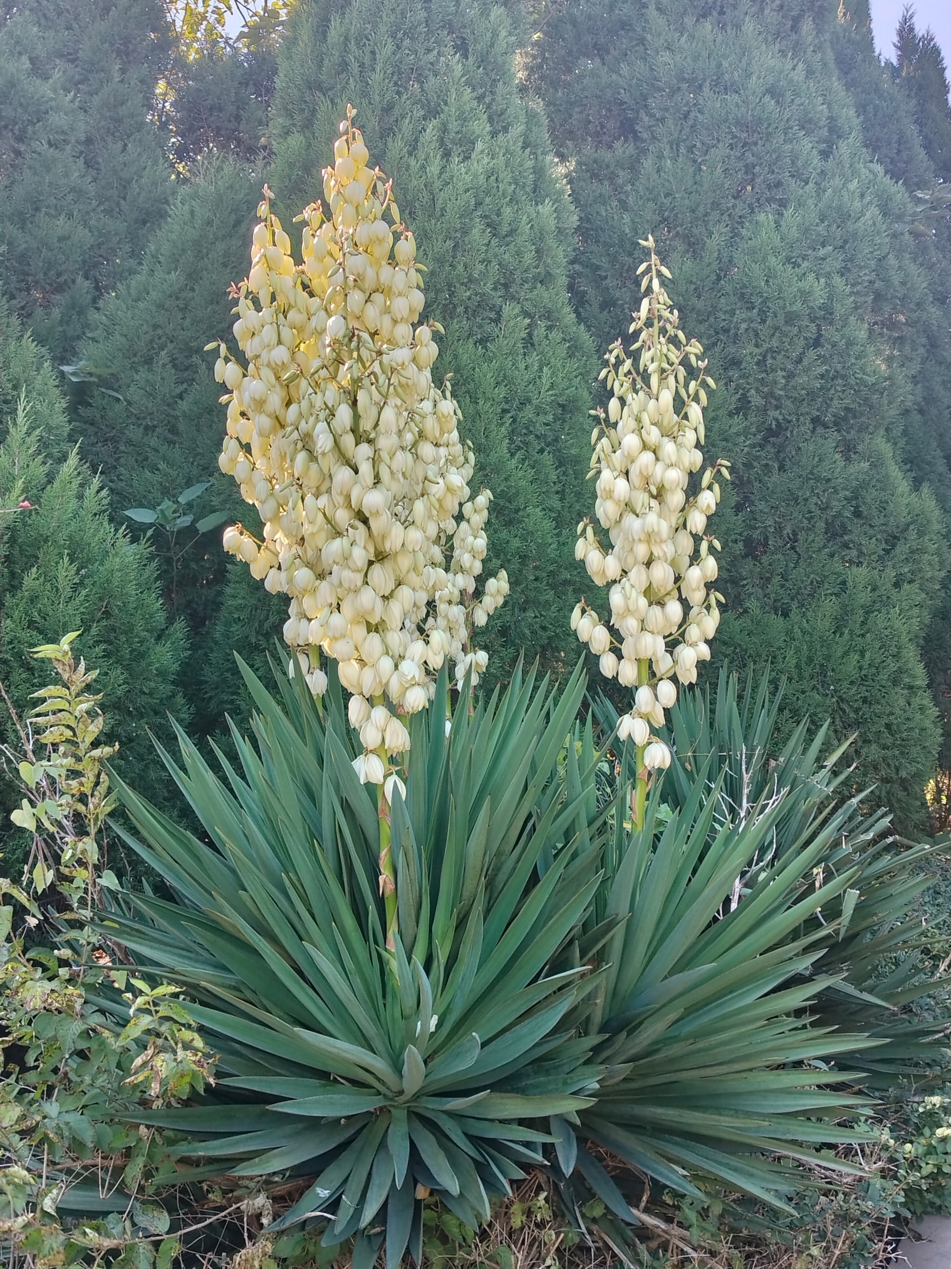 植物园散步。 ​​​