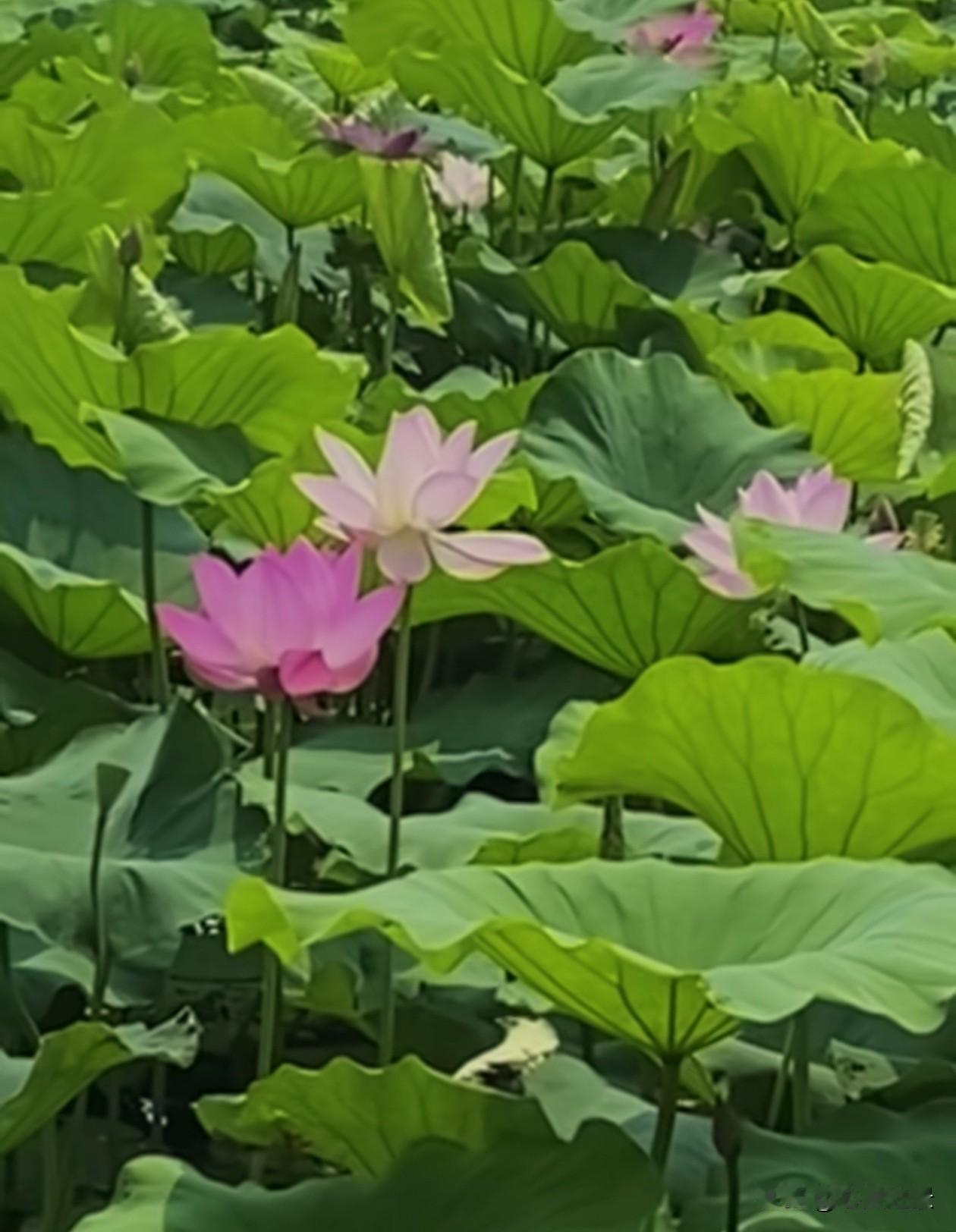 一湖碧水，半池荷香。
淤泥生傲骨，静待好时光。
稳住本心慢慢成长，终会迎来满目盛