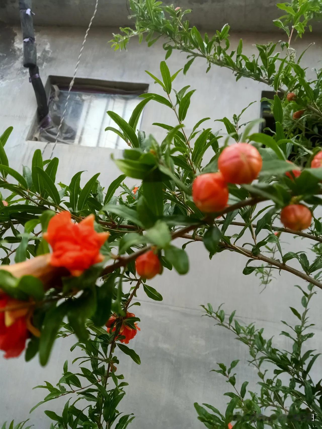 分享你手机中的花花草草石榴花开富贵，多子多孙！[呲牙]