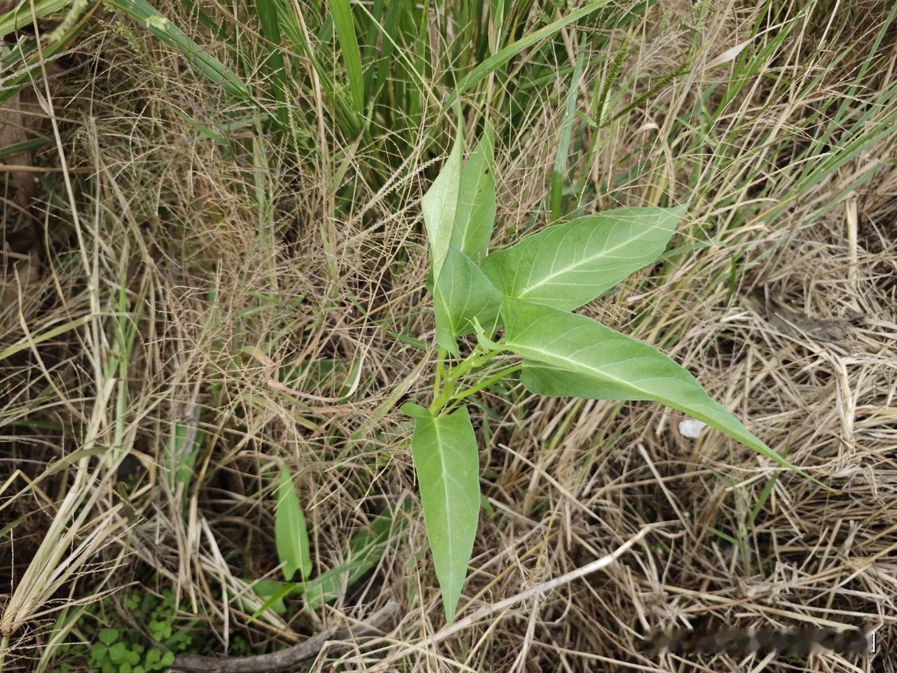 请问有野生的空心菜吗？
野外遇到一株空心菜，我说肯定是有人种的，朋友说这地方谁种