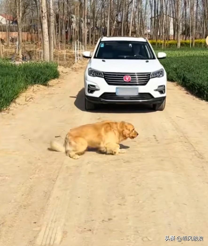 狗狗碰瓷，拦在汽车前方。司机停车后下车，唤它离开，还拿了些食物给它，它却不为所动