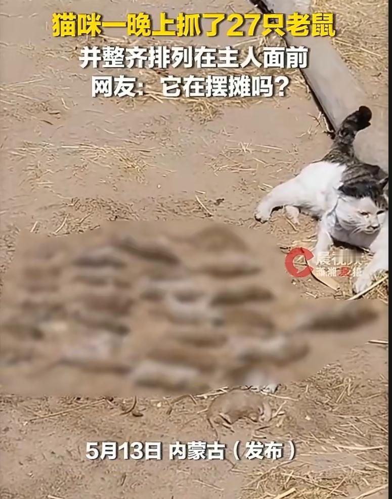 内蒙古一位网友早上醒来，差点被客厅的场景送走——27只老鼠，整整齐齐码在地上，像