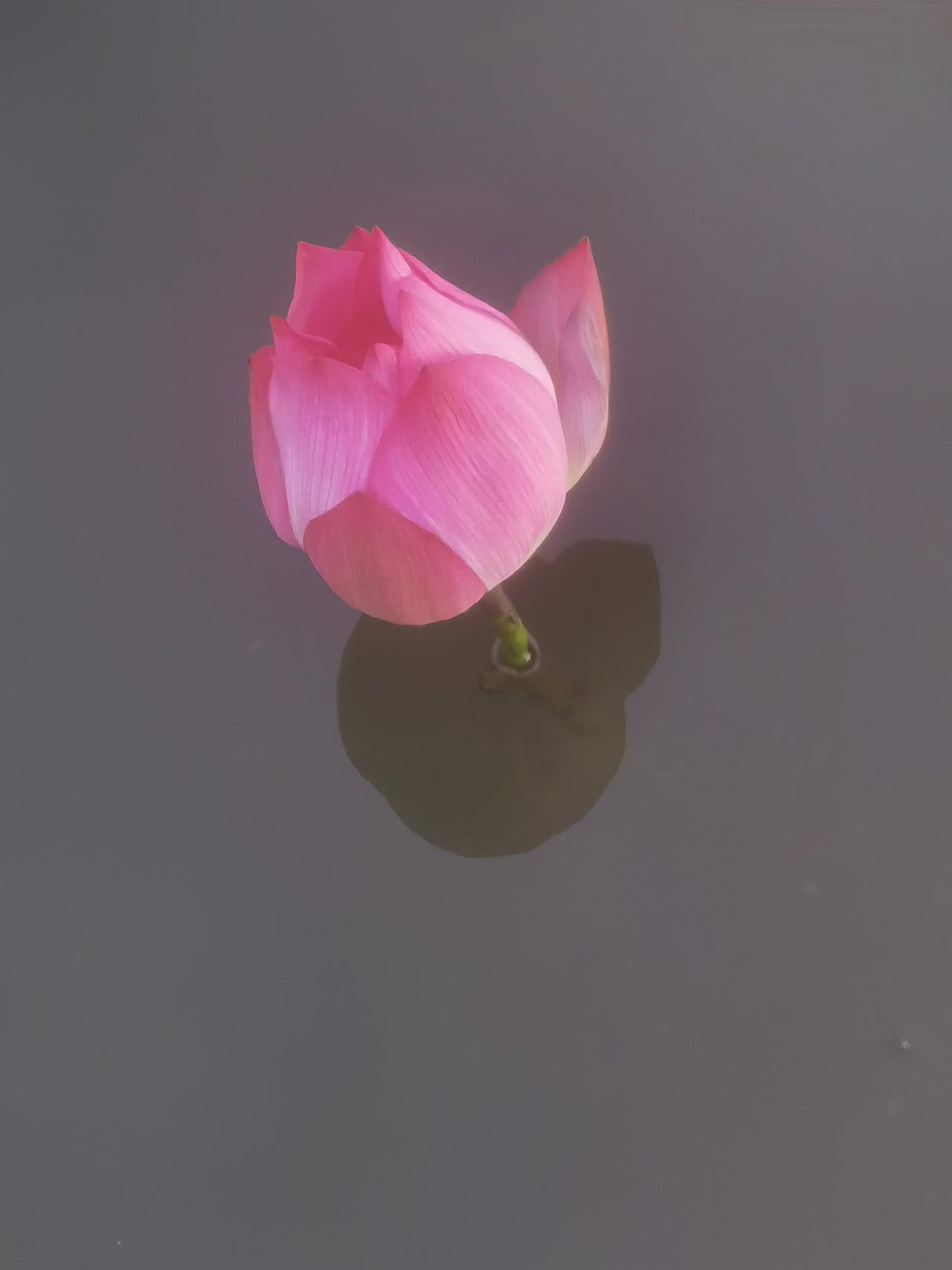 洋泾湖雨后秋荷