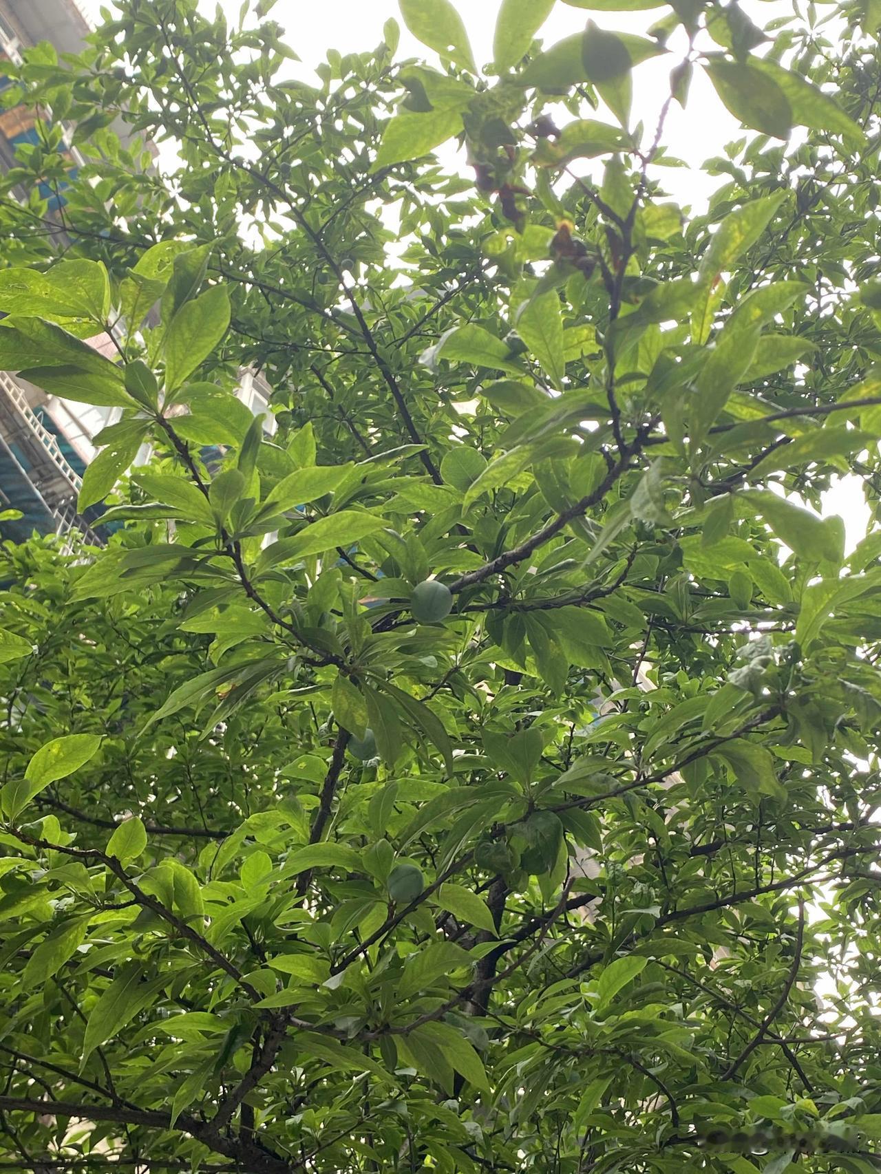 春意盎然