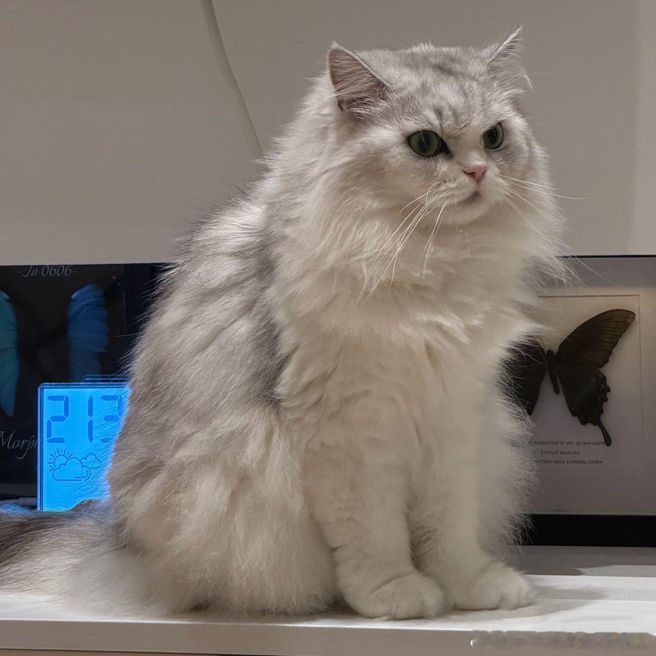 不丢 和妈妈在家的小丢😺我们小丢气鼓鼓 
