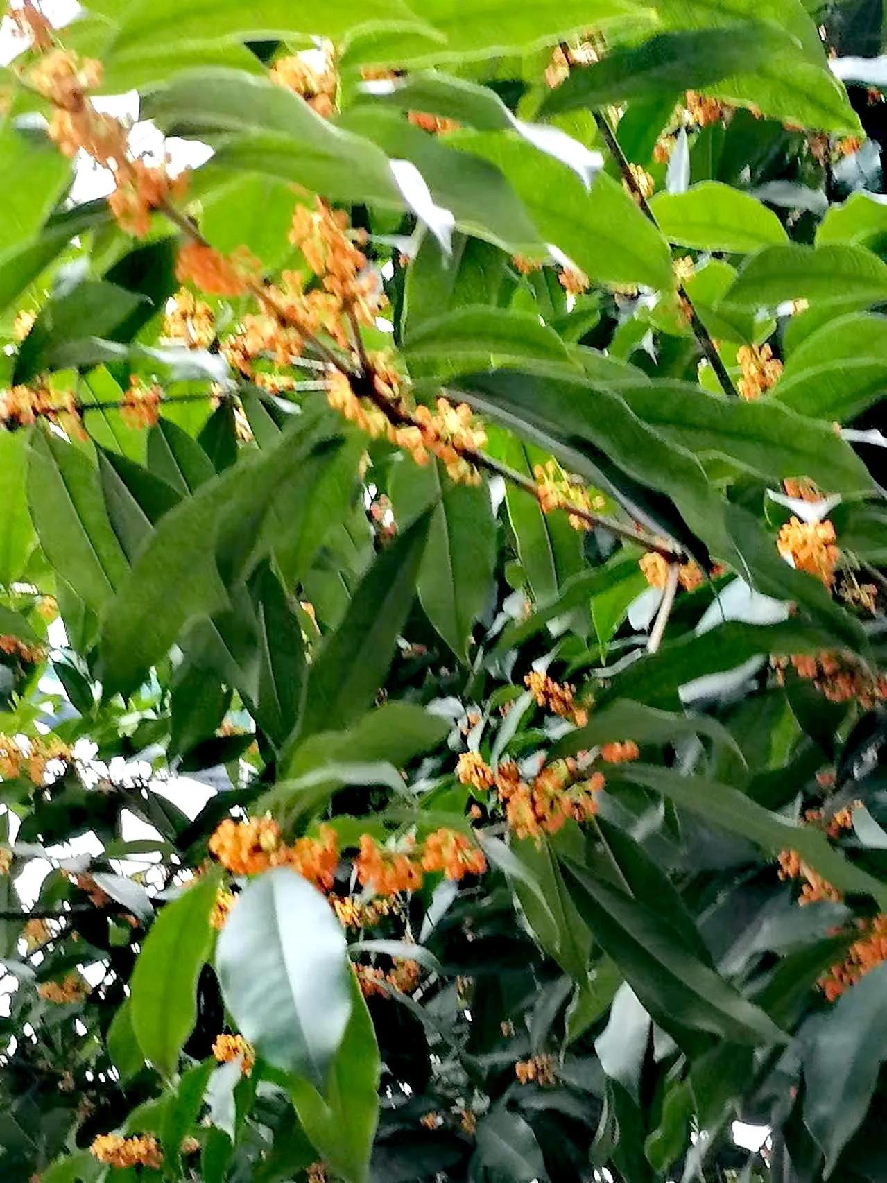 八月桂花香

⊙李熙元

八月桂花寒露开，
簇簇金黄晶点莹；
怯怯迟来将欲晚，