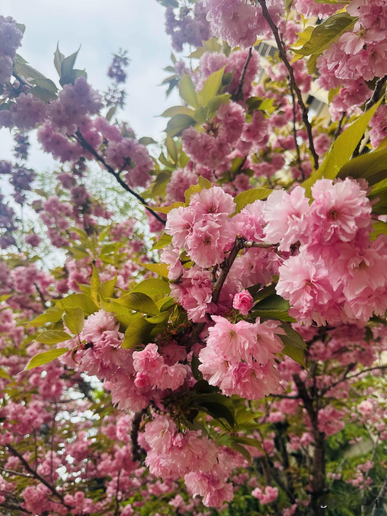 去菏泽看牡丹那天晚上我们依然是住的民宿。
住在菏泽牡丹区融邦中山苑。
一座很有烟