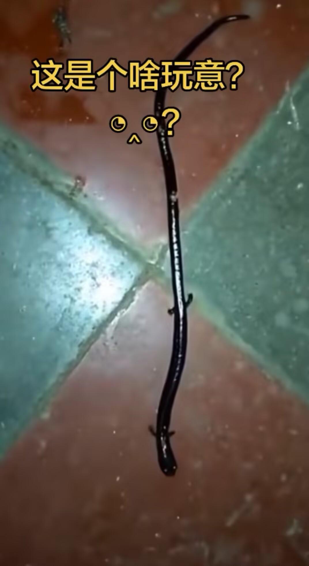 这是什么？像蛇一样的身体，还有四只脚！