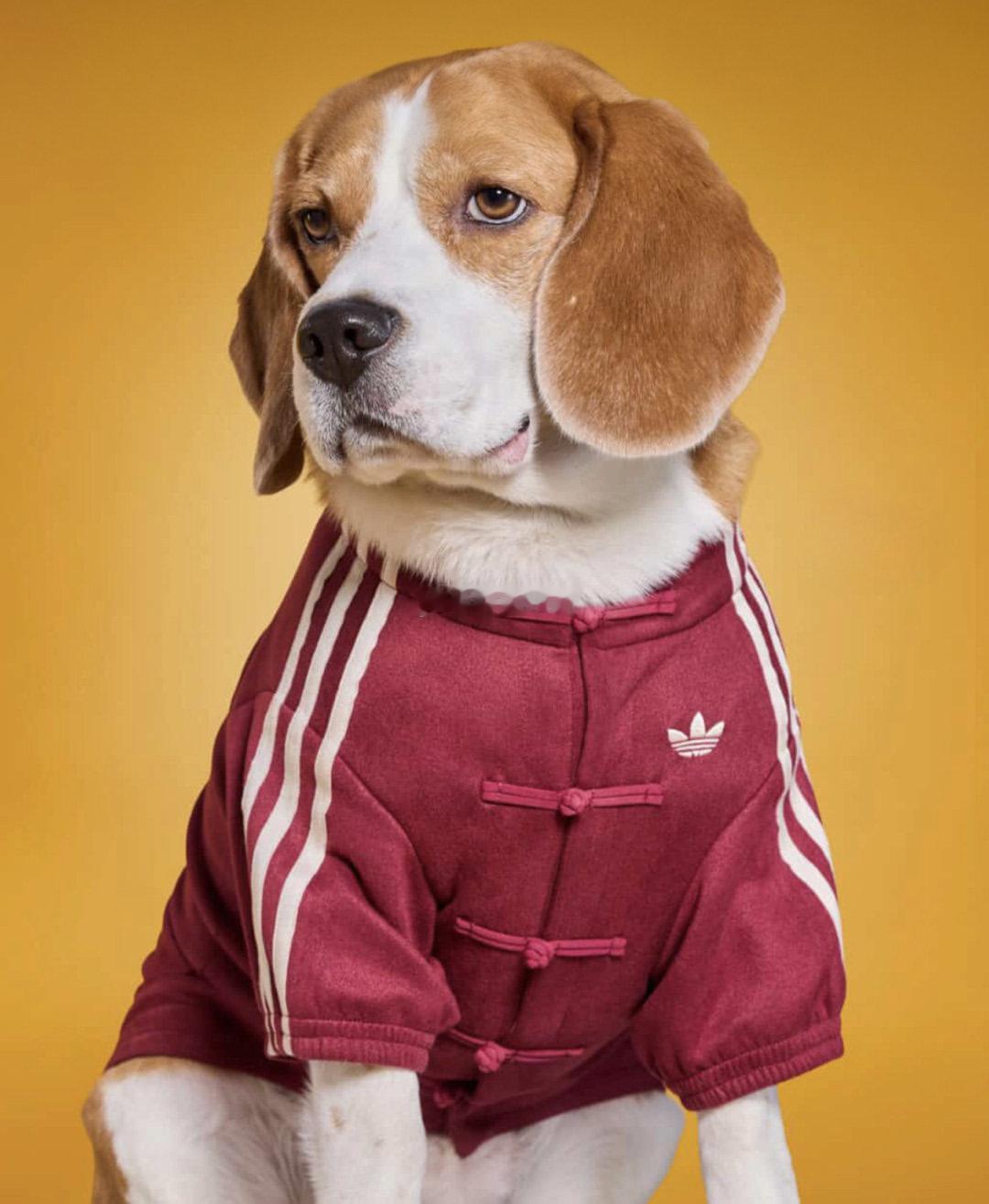 三叶草这次赢麻了！给毛孩子安排新年皮肤，阿迪这次真的可以，之前抢疯的中式盘扣外套