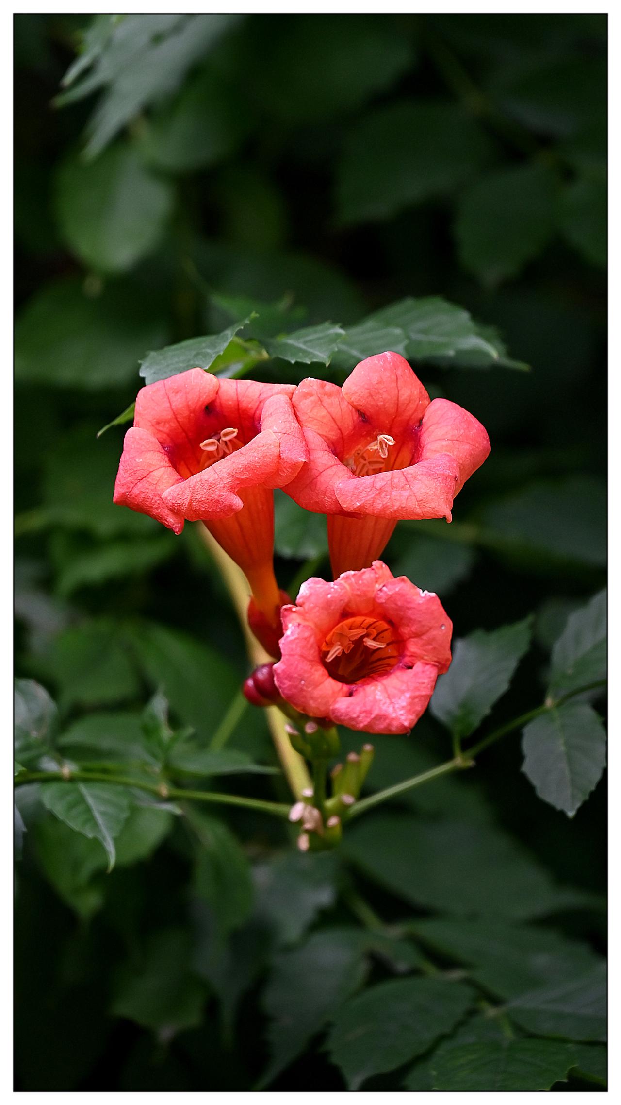 凌霄花