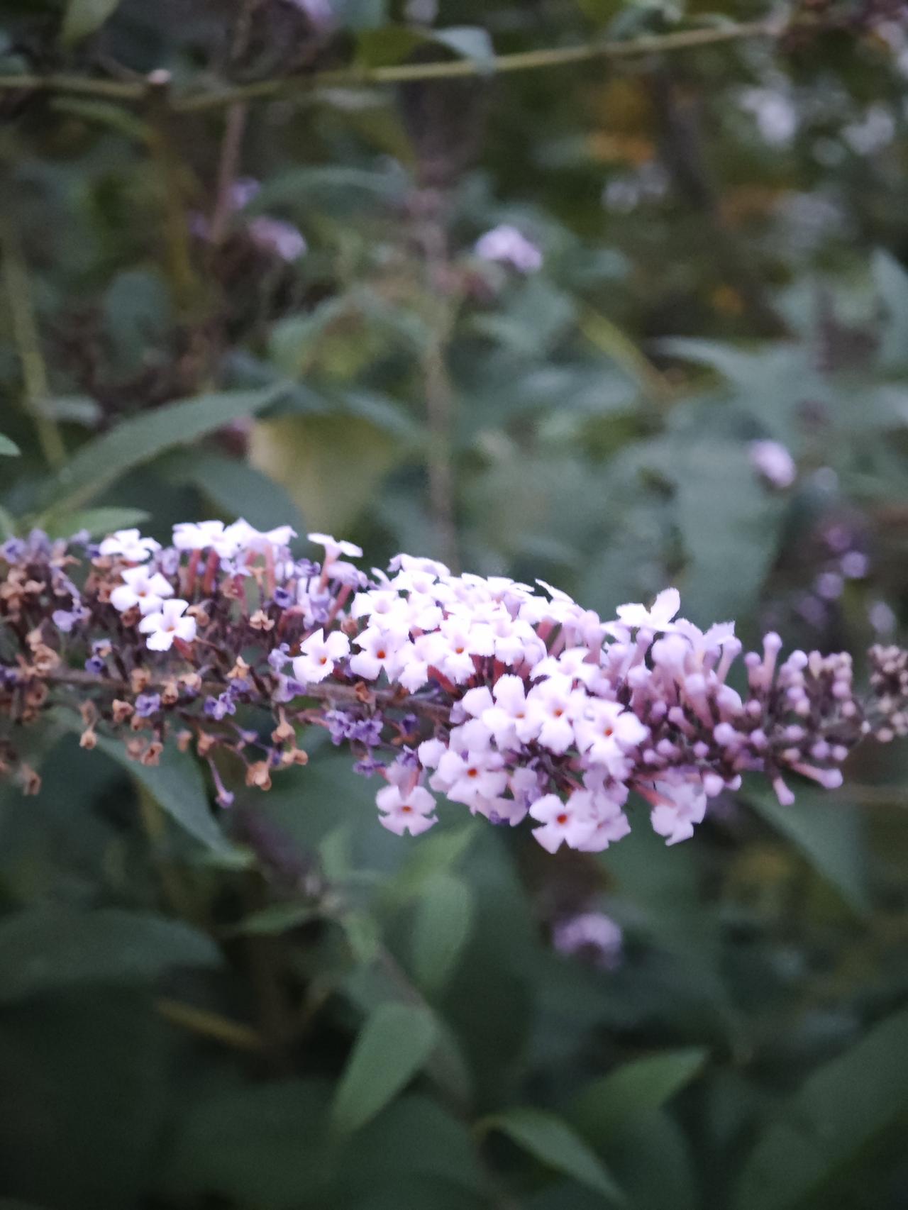 特意查了资料才知道，这种花叫大叶醉鱼草，是城市公园河边很常见的绿化树种，一般夏秋