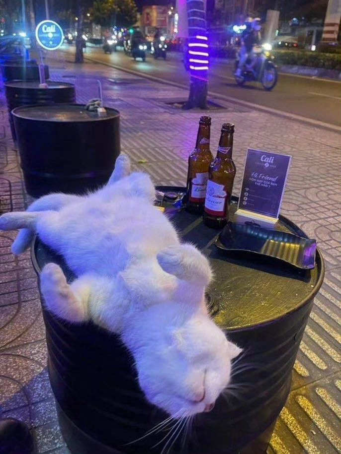 猫咪，你得振作起来！不能再这么颓废下去了