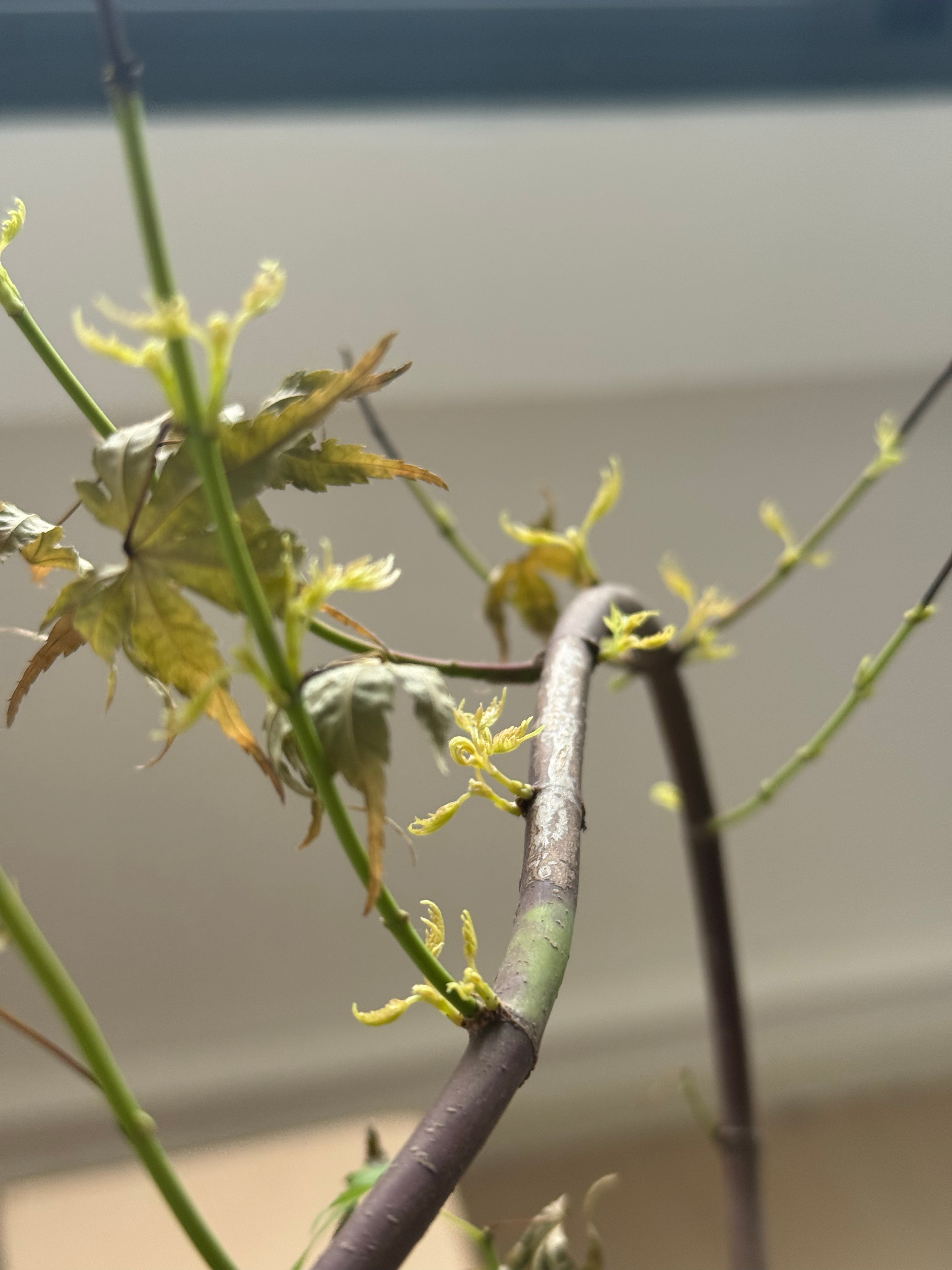 一个月前，枫树在梅雨季开始的时候，突然大面积焦叶了。我手足无措，也只能按照建议摘