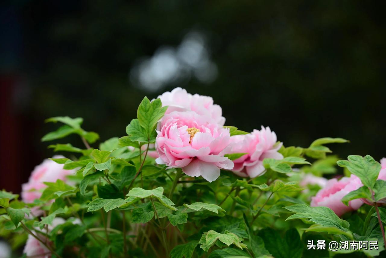 牡丹花开
天香漫卷赤霞融，
国色摇春绛帐笼。
魏紫含丹承玉露，
姚黄叠锦沐金风。