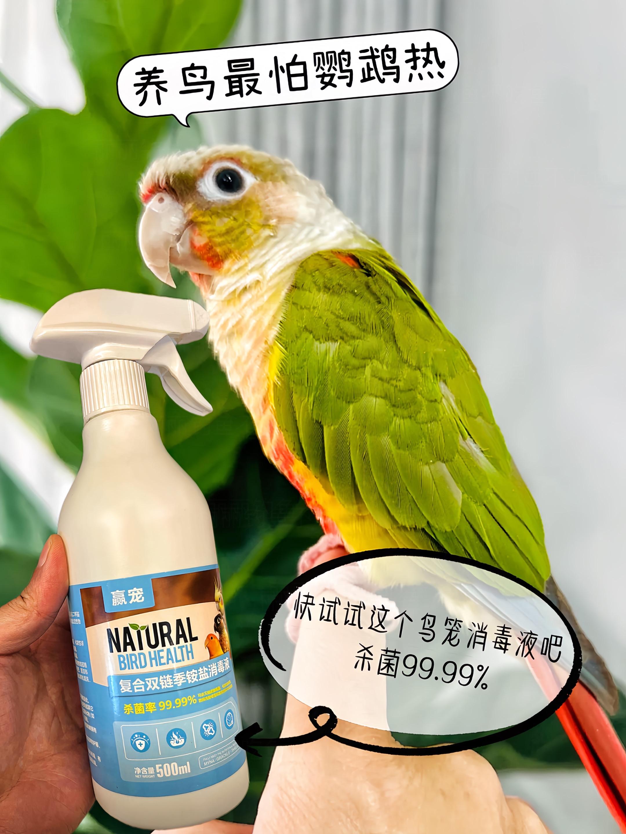养鹦鹉家庭必备！鹦鹉消毒液，安全杀菌双保险  养鹦鹉的友友们，是不是总...