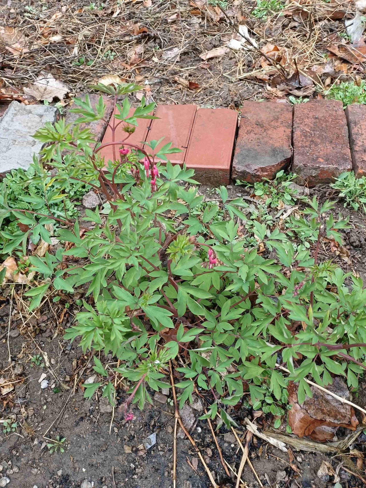 我的荷苞牡丹长花苞啦！今天出门看看我的花，荷苞牡丹的花苞长出来了，过几天就可以看