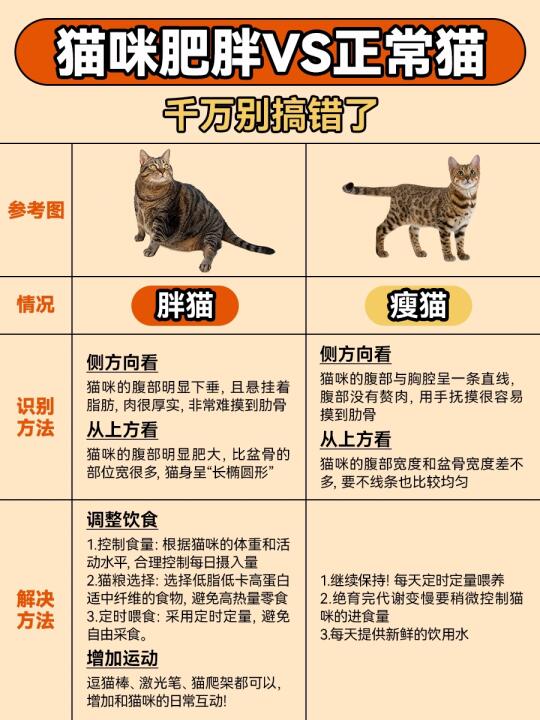 猫咪肥胖VS正常体态猫，你家猫猫胖吗❓