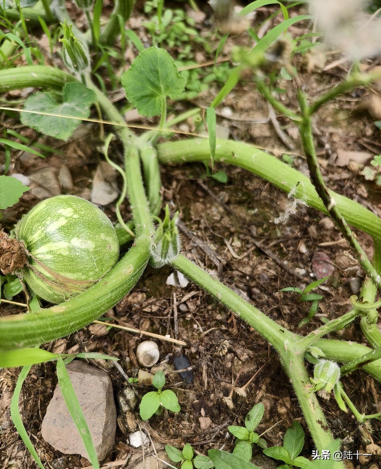 农家自己种蔬菜，数量少，除虫用农业、物理、天然偏方的方法，全程不用农药，达到除虫