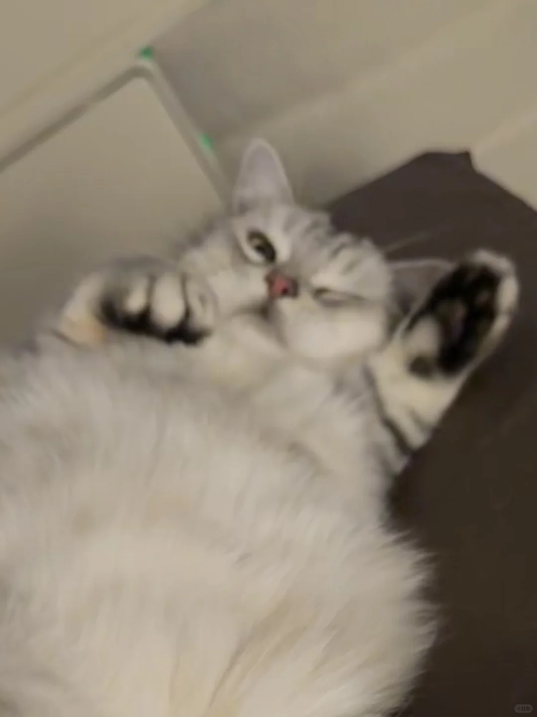 不正经小猫🐈‍