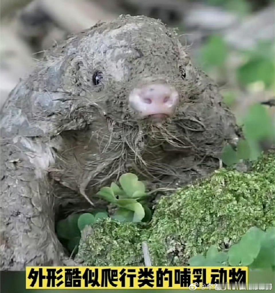 想替王一博报警这不是穿山甲么？？说你家小孩长得像穿山甲，你乐意不？[允悲][允悲