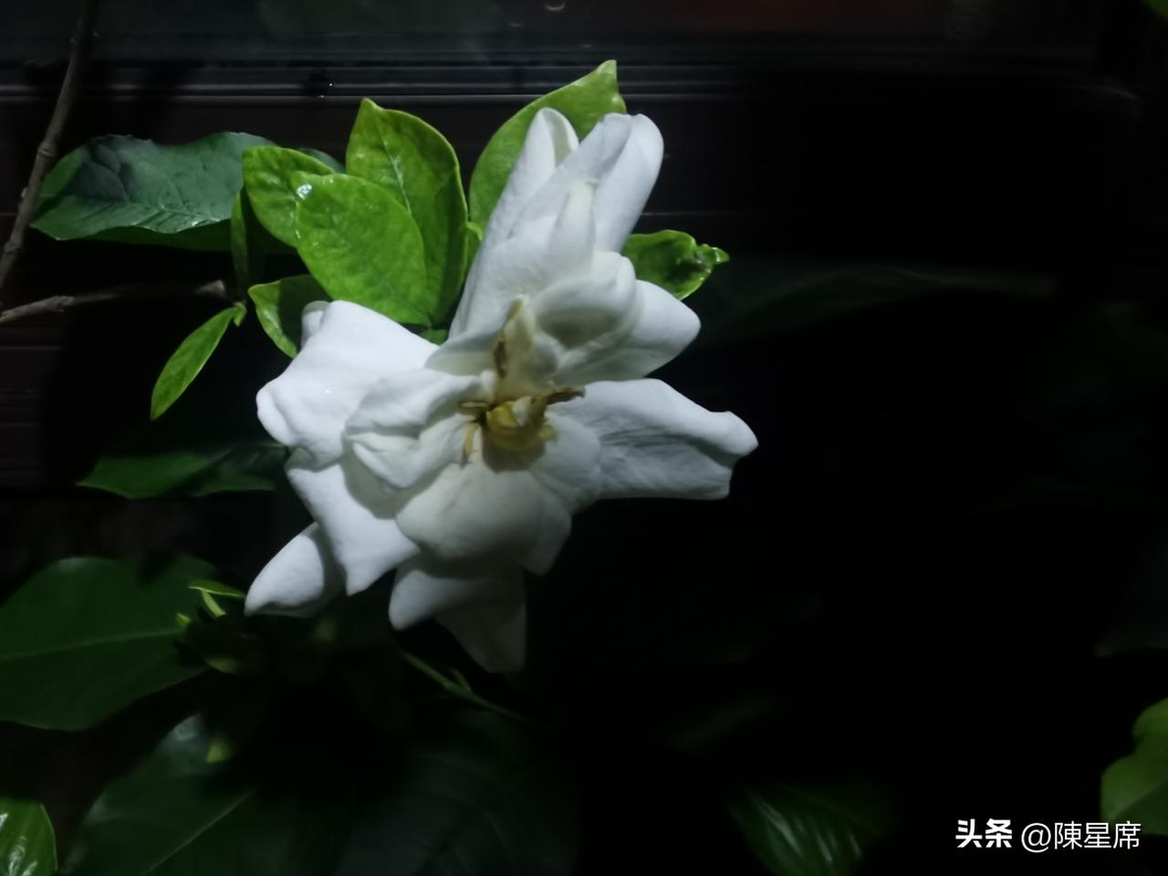 相册里的花花草草阳台上的栀子花