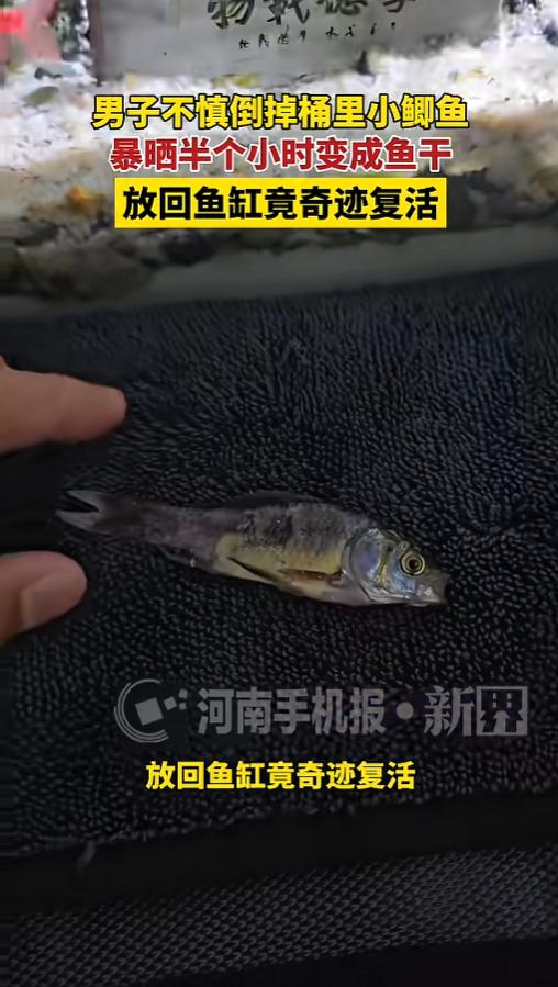 “鱼坚强！”近日报道，河南商丘，一男子倒水时没注意，把桶里的小鲫鱼也给泼掉了，等