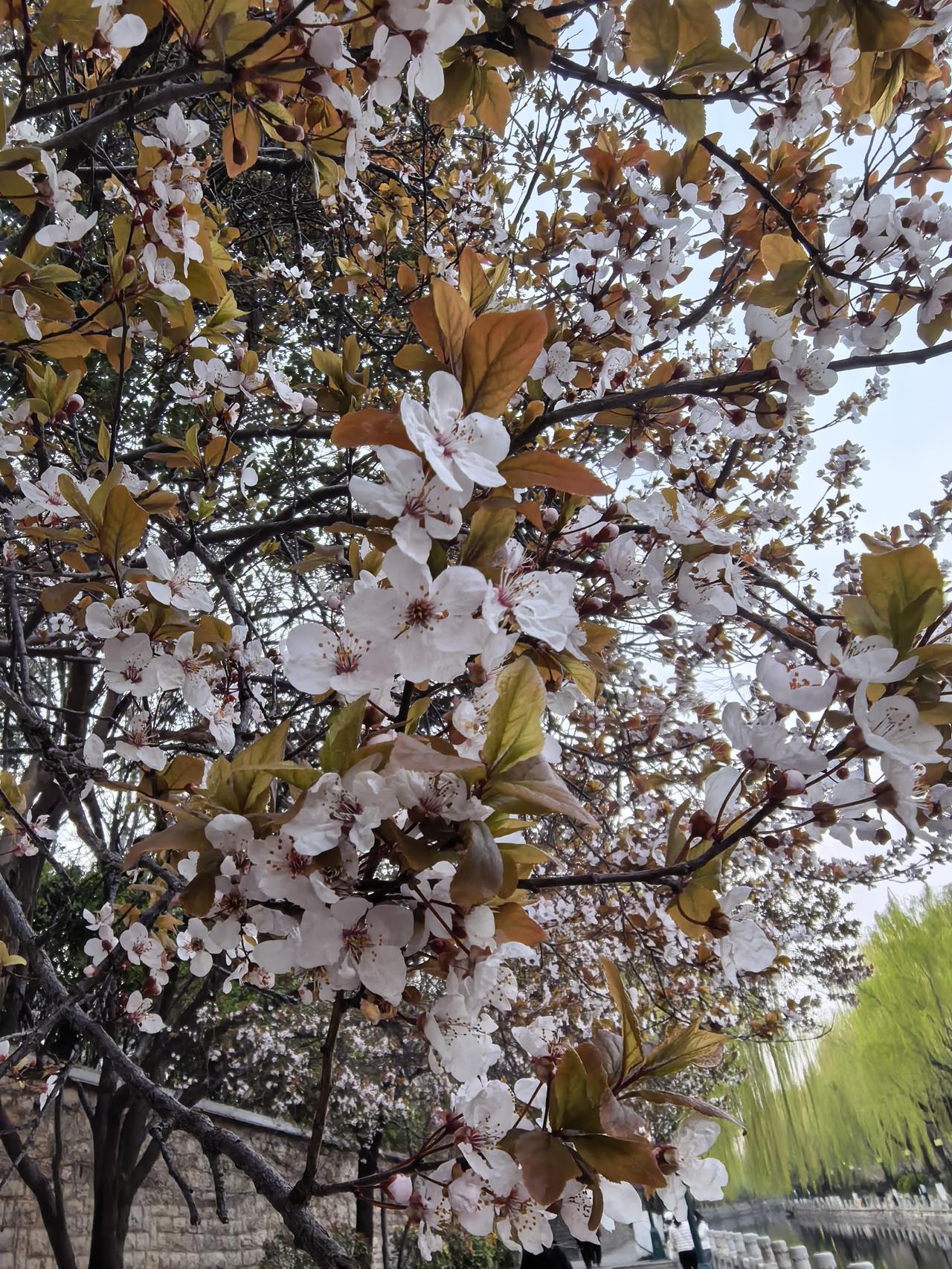 晒图笔记大赛记录一下，今天破了4000点。