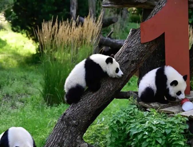 日本突然宣布！


12 月 15 日东京都政府官宣，上野动物园的大熊猫 “晓晓