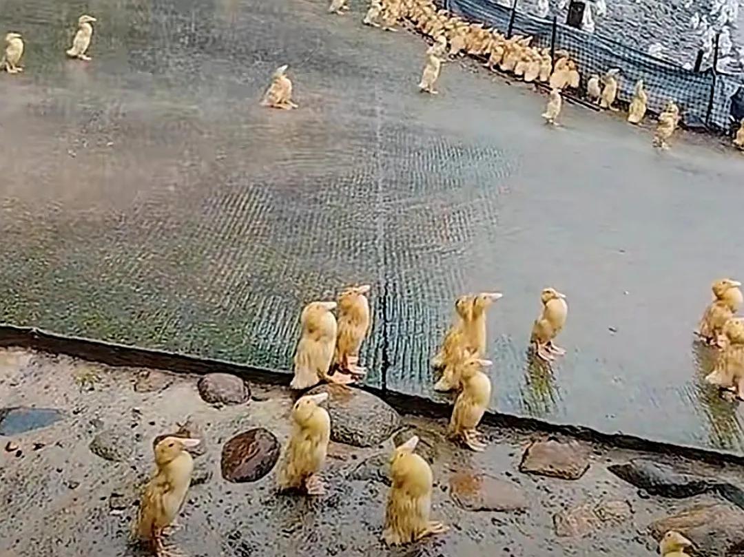#为什么鸭子在雨中一动不动#
被雨淋傻了？
脑子进水了？
分不清方向了？
