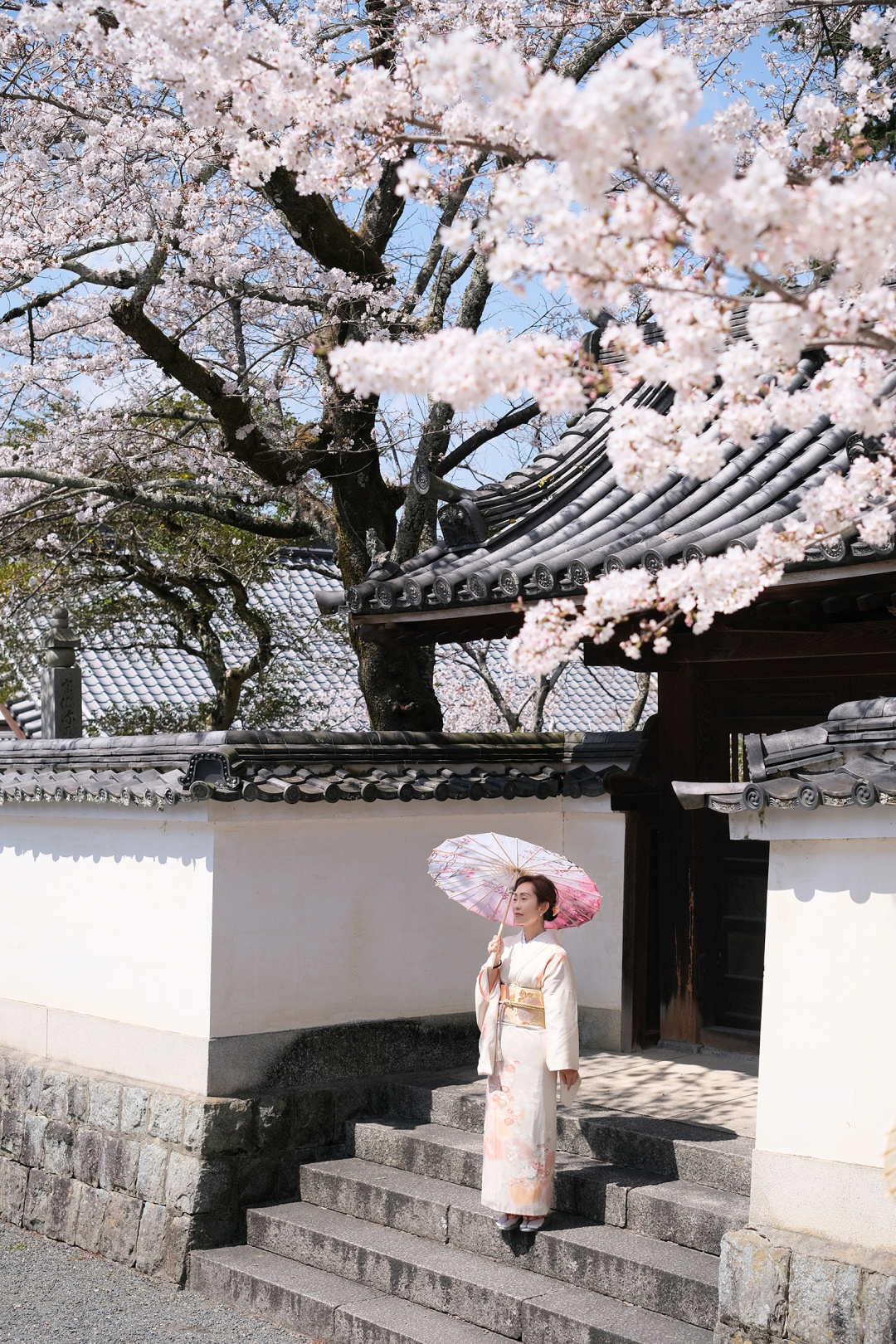 京都樱花“这个机位我可以吹一年”