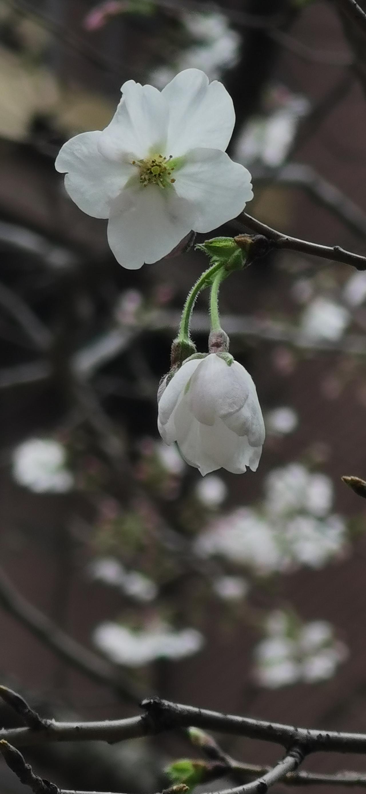 “晚上要早睡，香烟尽量少抽或是不抽。无论有钱没钱，身体健康最重要！”

昨天晚上