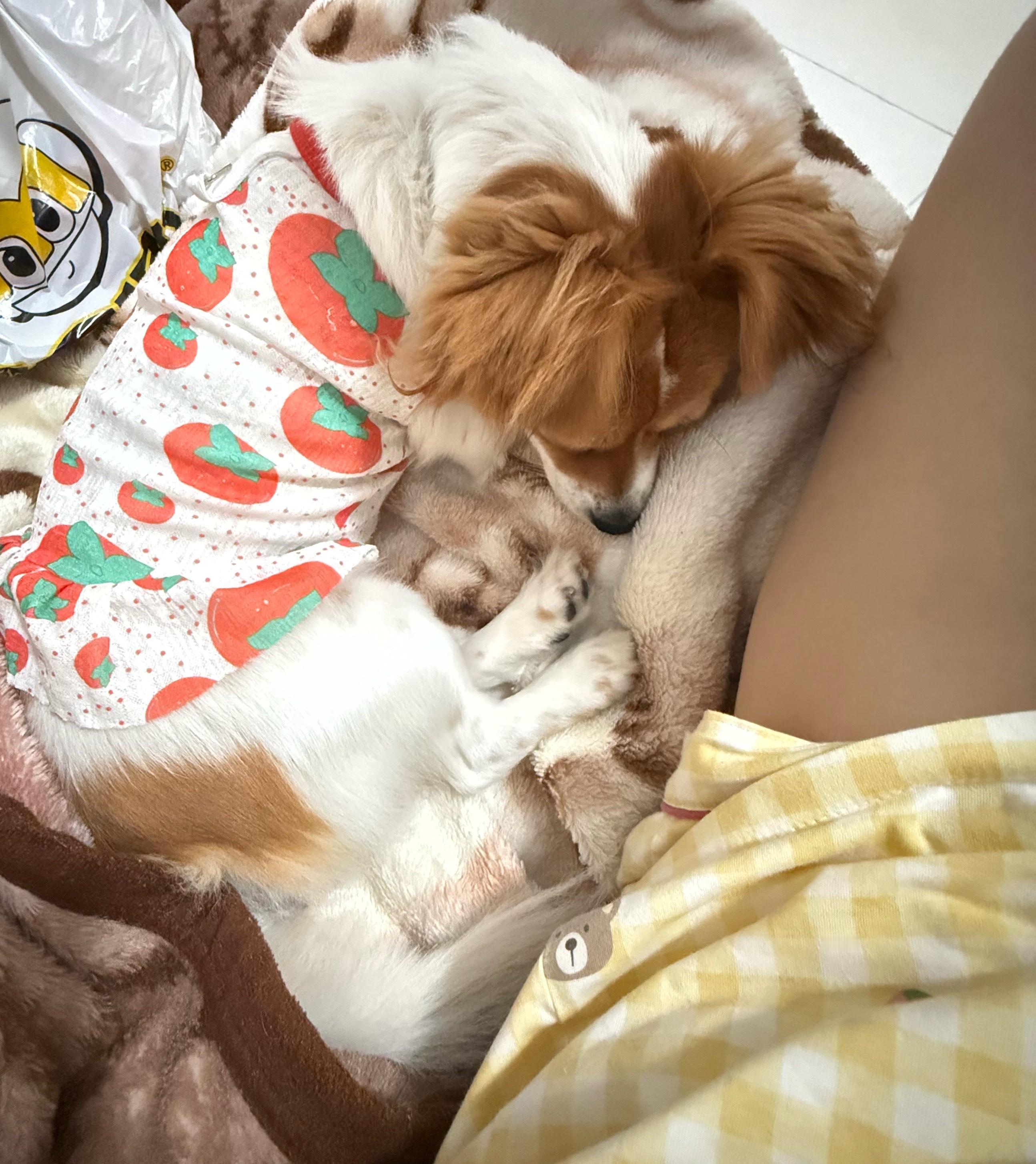 我的家里有一只小猪 
