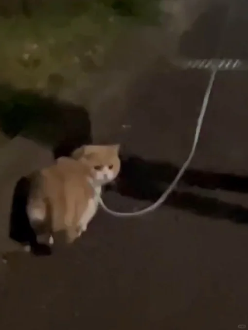 原来东京那么多人喜欢遛猫