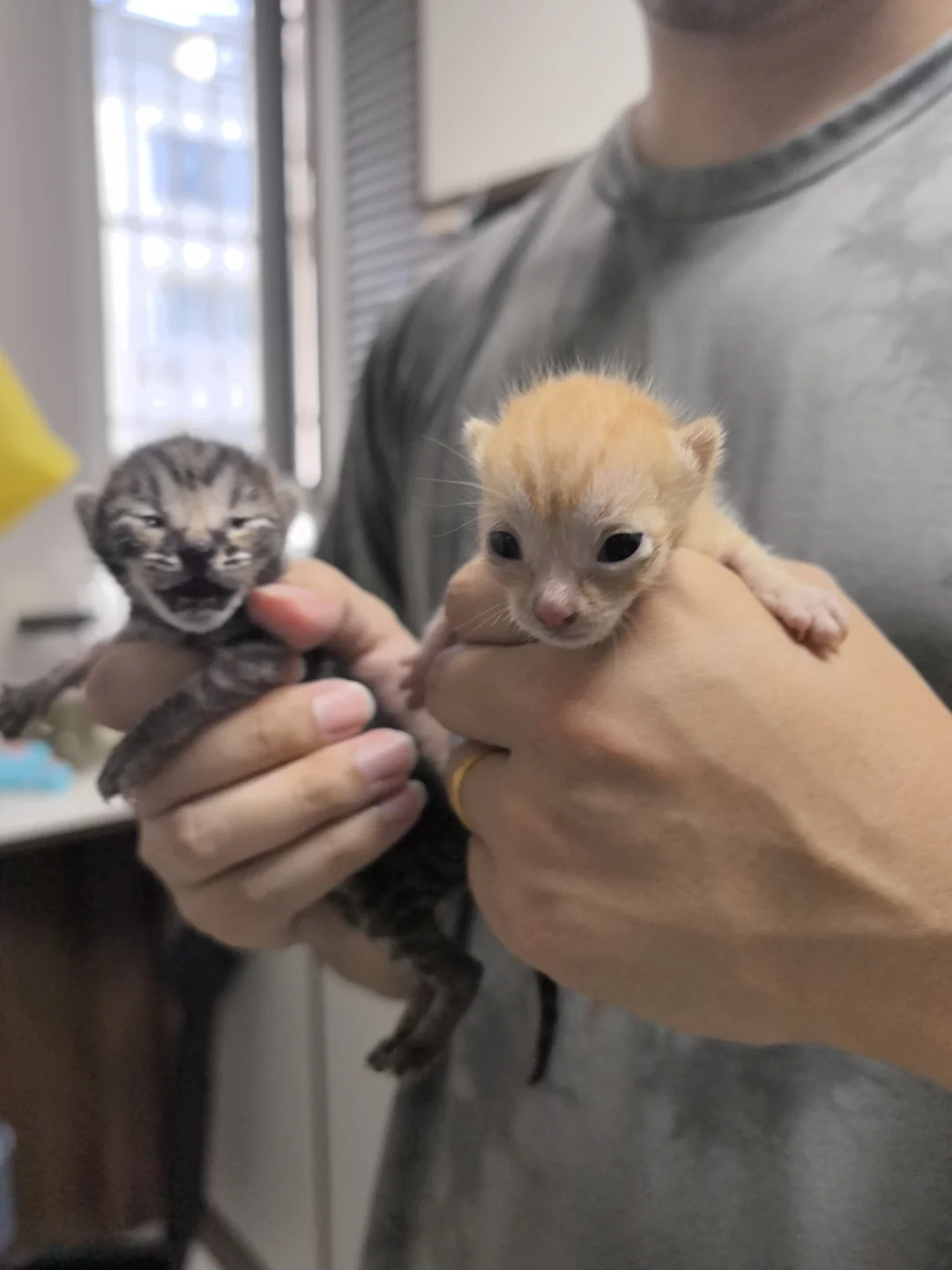 非广纯分享｜人工喂养刚出生的小猫吃啥奶