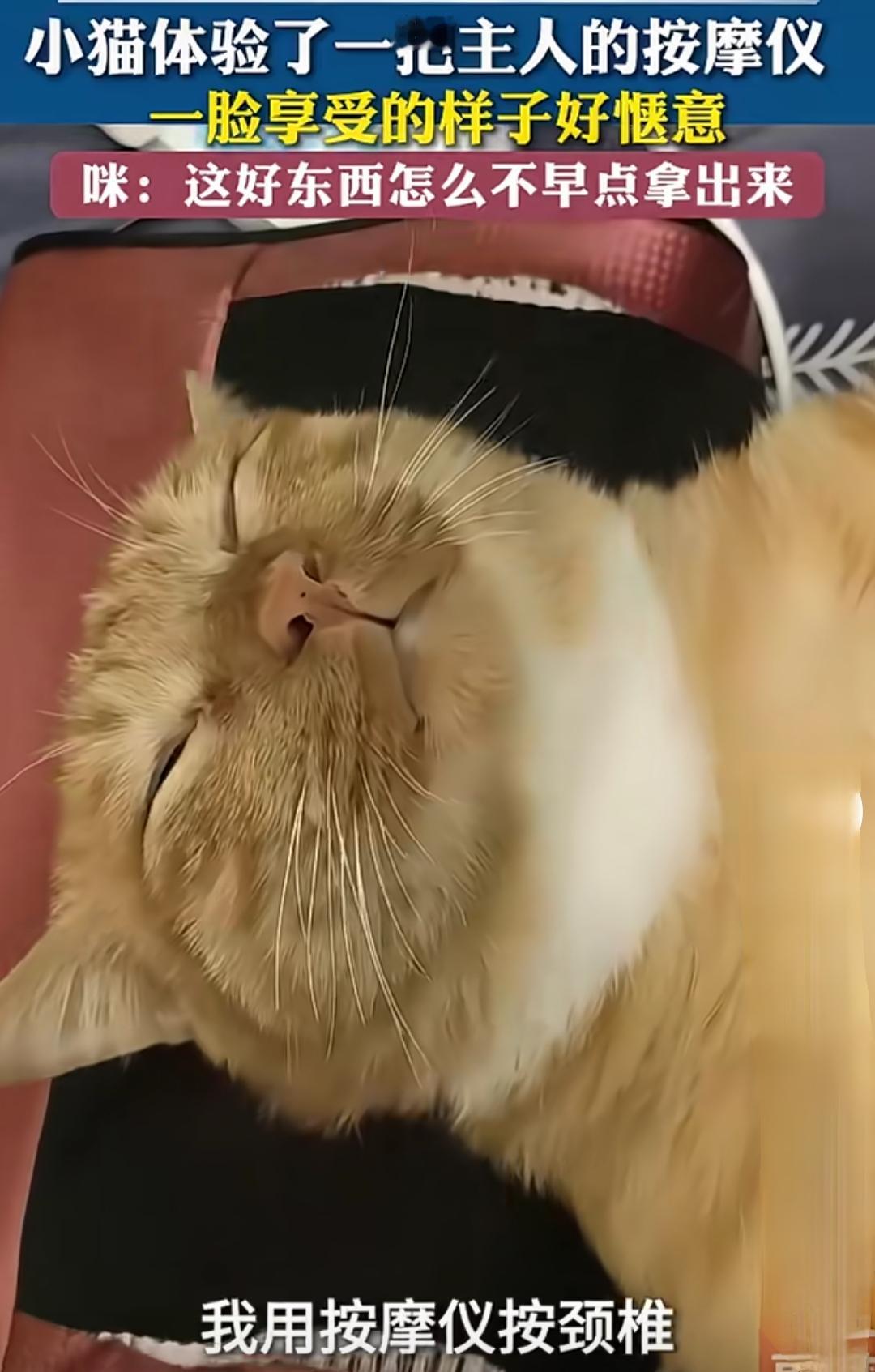 小猫体验了一把主人的按摩仪，一脸享受的样子好惬意，咪：这好东西怎么不早点拿出来！
