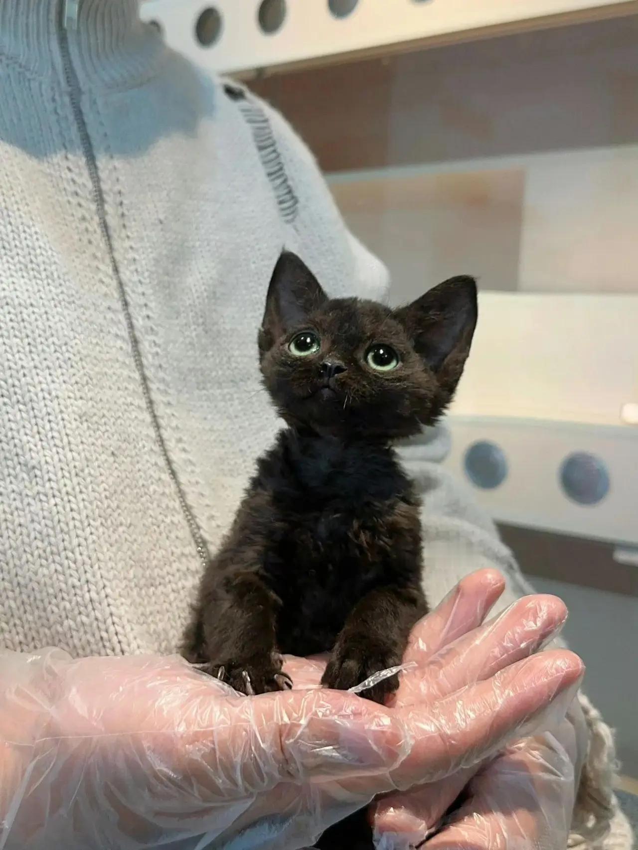 天呐，罗小黑走进现实了